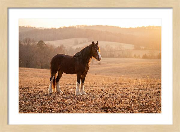 Clydesdale In Autumn Glow