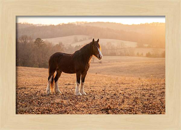 Clydesdale In Autumn Glow