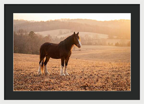 Clydesdale In Autumn Glow