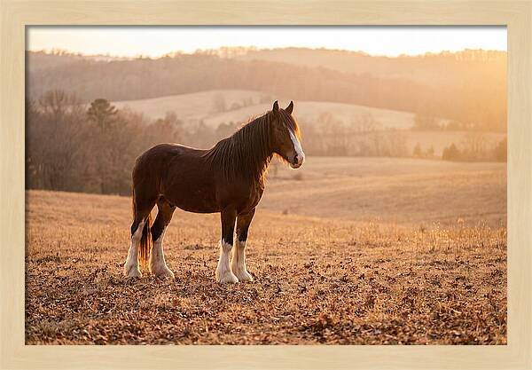 Clydesdale In Autumn Glow