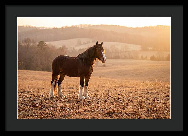 Clydesdale In Autumn Glow
