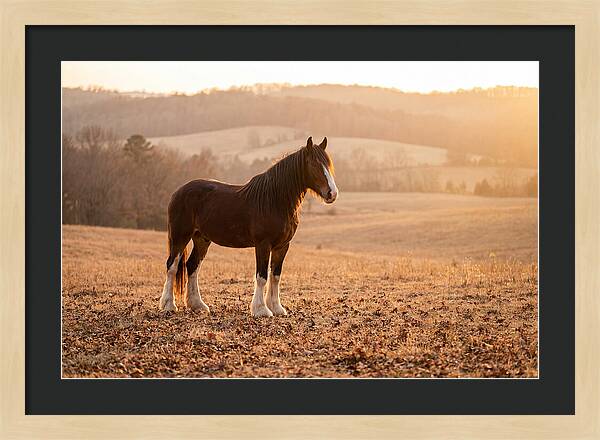 Clydesdale In Autumn Glow