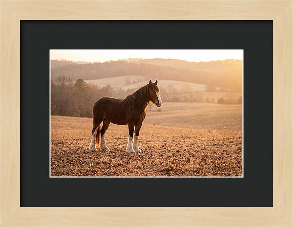 Clydesdale In Autumn Glow