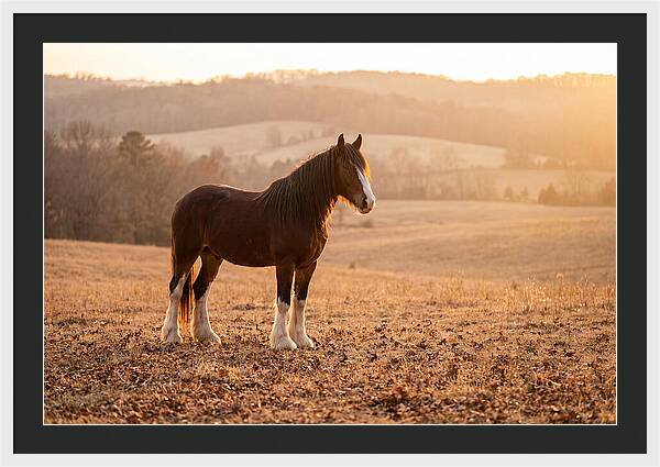 Clydesdale In Autumn Glow
