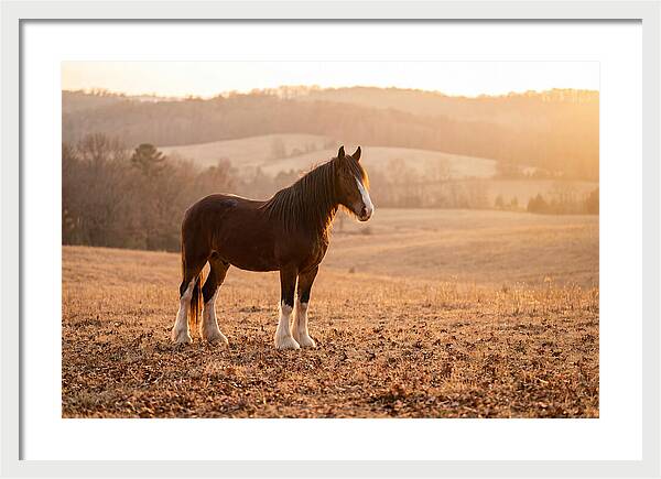 Clydesdale In Autumn Glow