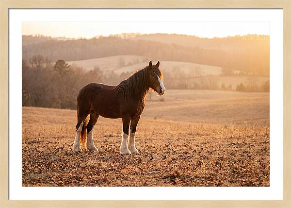 Clydesdale In Autumn Glow