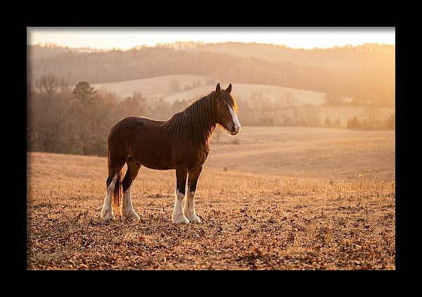 Clydesdale In Autumn Glow