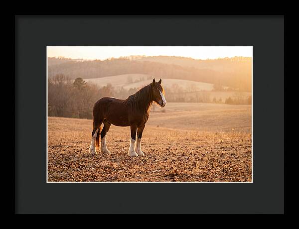 Clydesdale In Autumn Glow
