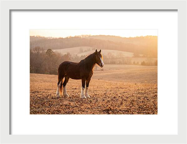 Clydesdale In Autumn Glow