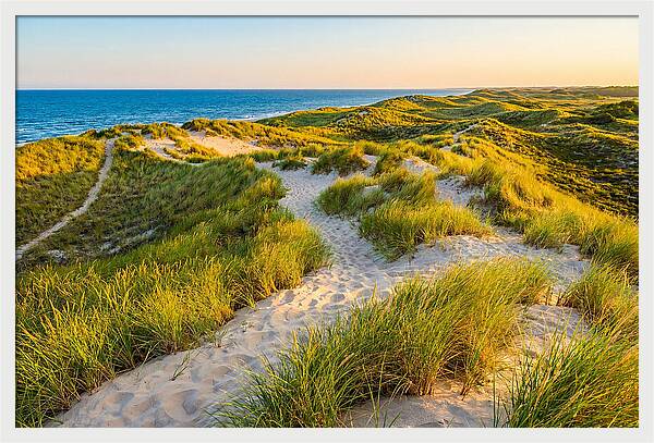 Coastal Dune Serenity