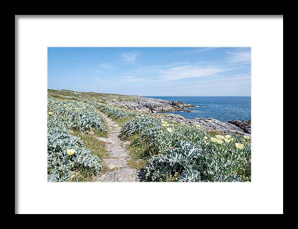 Coastal Footpath Through Sea Kale