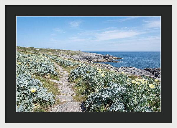 Coastal Footpath Through Sea Kale