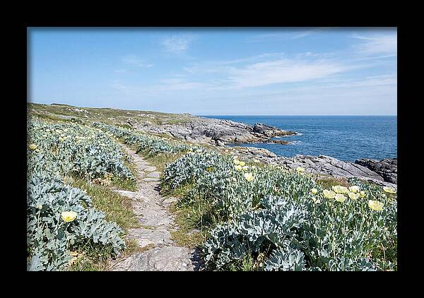 Coastal Footpath Through Sea Kale