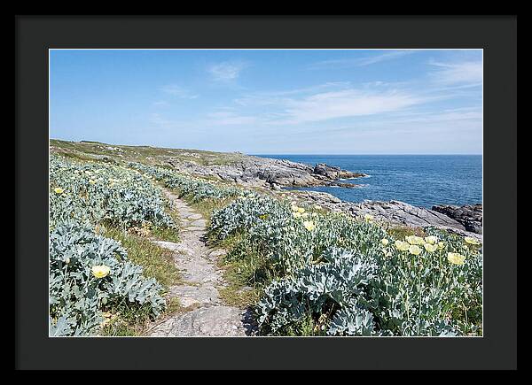 Coastal Footpath Through Sea Kale