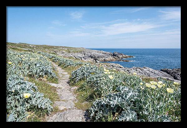 Coastal Footpath Through Sea Kale