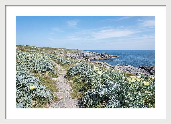 Coastal Footpath Through Sea Kale