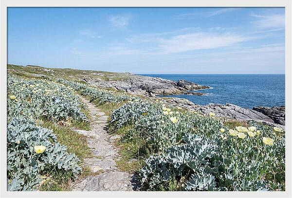 Coastal Footpath Through Sea Kale