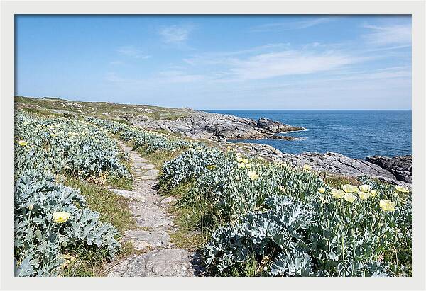 Coastal Footpath Through Sea Kale