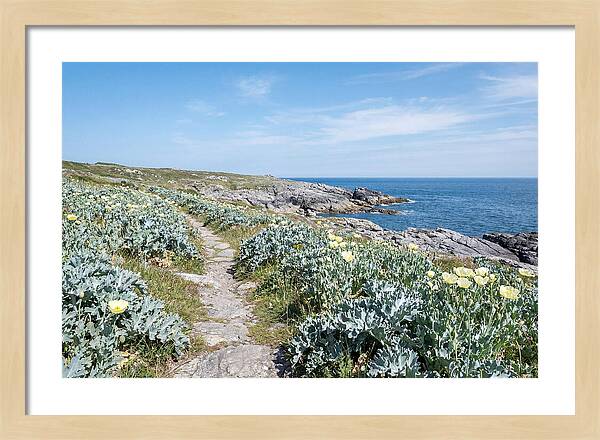Coastal Footpath Through Sea Kale
