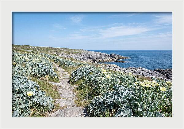 Coastal Footpath Through Sea Kale