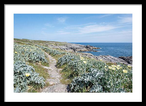 Coastal Footpath Through Sea Kale