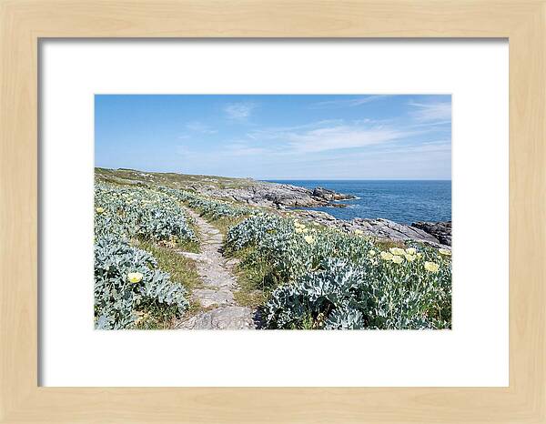 Coastal Footpath Through Sea Kale