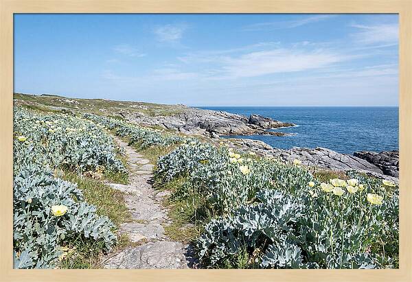 Coastal Footpath Through Sea Kale