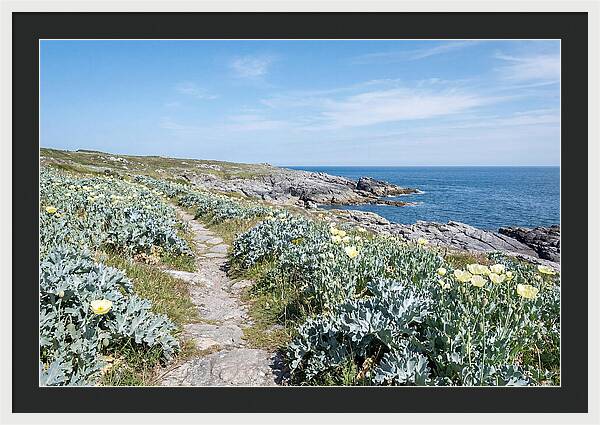 Coastal Footpath Through Sea Kale