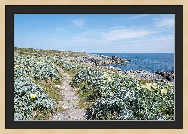 Coastal Footpath Through Sea Kale