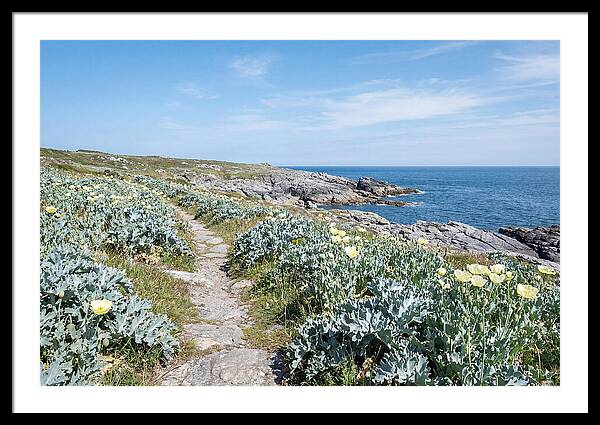 Coastal Footpath Through Sea Kale