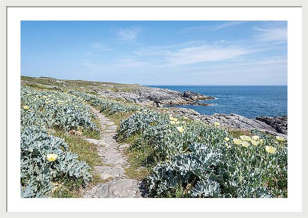 Coastal Footpath Through Sea Kale
