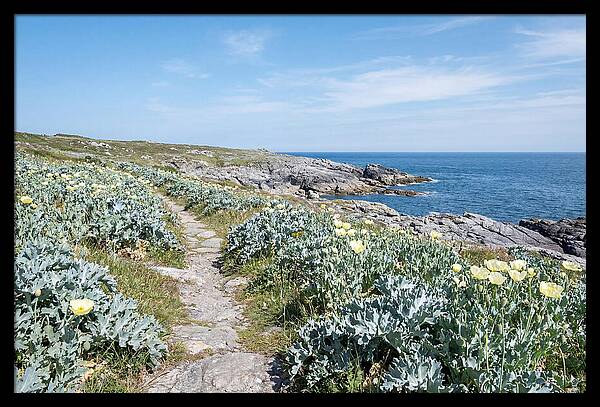 Coastal Footpath Through Sea Kale