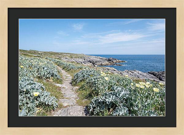 Coastal Footpath Through Sea Kale