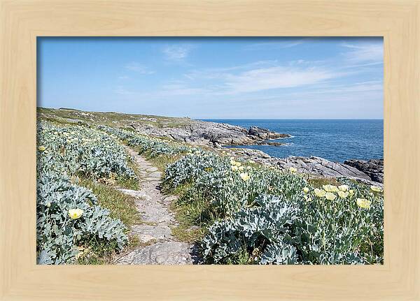 Coastal Footpath Through Sea Kale