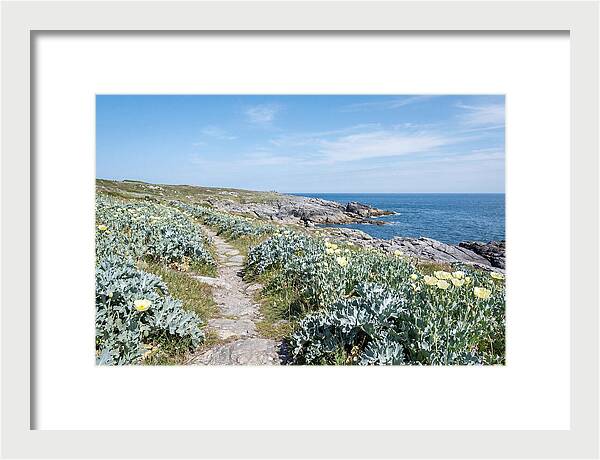 Coastal Footpath Through Sea Kale