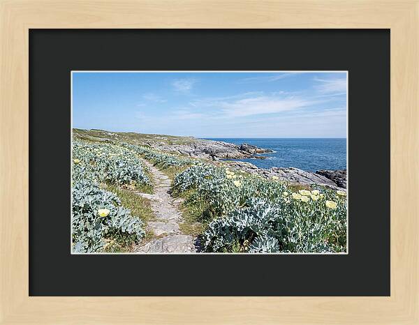 Coastal Footpath Through Sea Kale