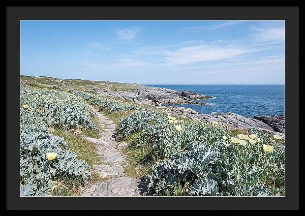 Coastal Footpath Through Sea Kale