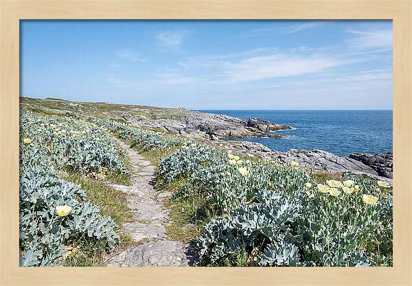 Coastal Footpath Through Sea Kale
