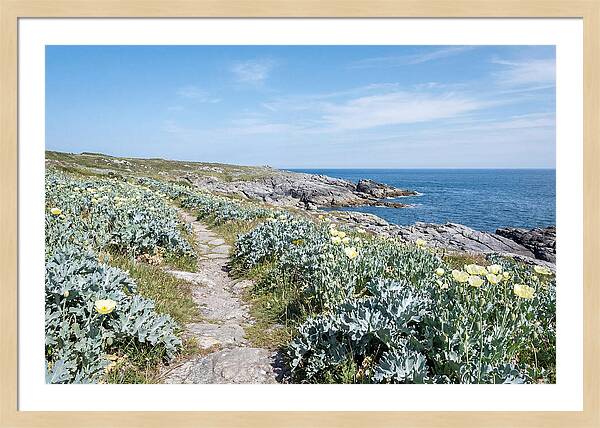 Coastal Footpath Through Sea Kale