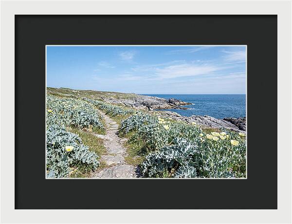 Coastal Footpath Through Sea Kale