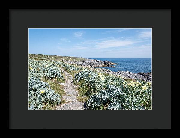 Coastal Footpath Through Sea Kale