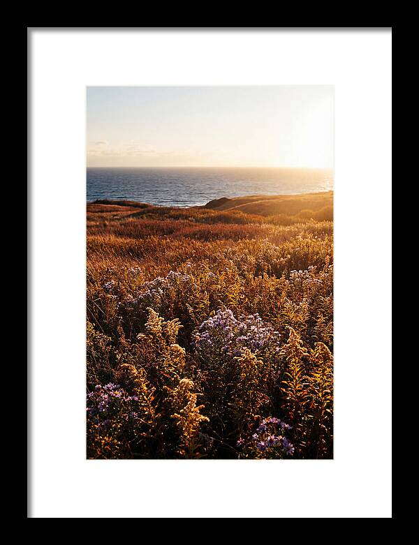 Coastal Meadow Serenity