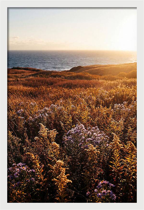 Coastal Meadow Serenity