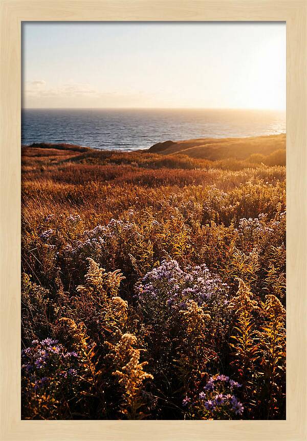 Coastal Meadow Serenity