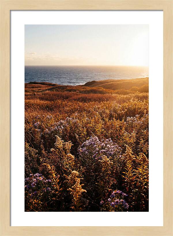 Coastal Meadow Serenity