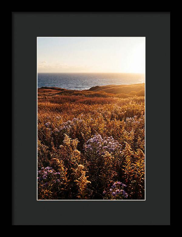 Coastal Meadow Serenity
