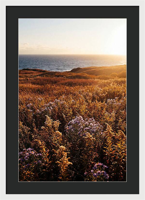Coastal Meadow Serenity