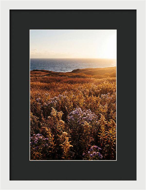 Coastal Meadow Serenity