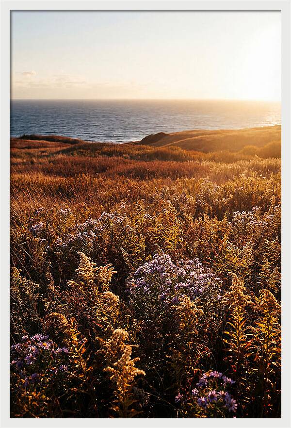 Coastal Meadow Serenity