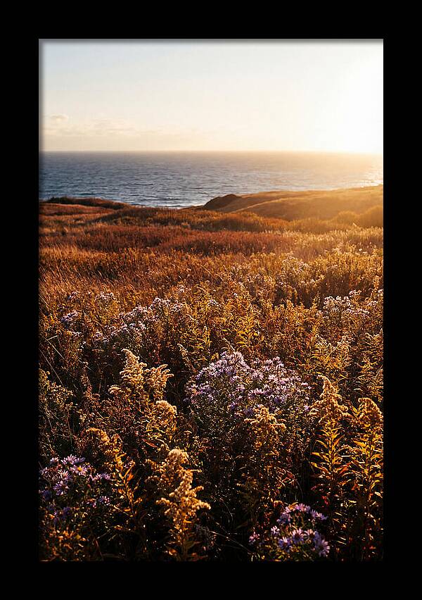 Coastal Meadow Serenity